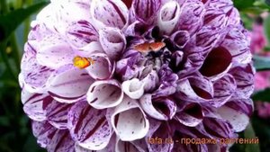 Георгина шаровидная Мабл Болл (dahlia marble ball) ? обзор: как сажать, рассада георгины Мабл Болл