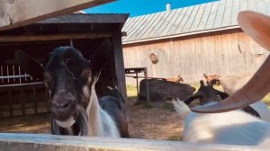 ПЯТЬ КОЗ И ВЫ ..,МИЛЛИОНЕР ? ФЕРМА В КАНАДЕ ?