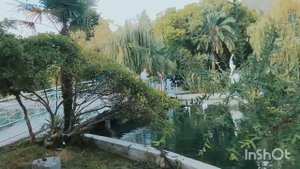 Новый Афон / гостиница AZANTA на берегу моря и лебеди?