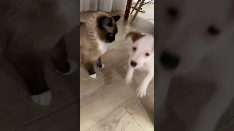 Джек знакомится с кошкой