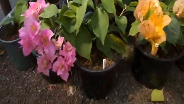 Бугенвиллия- цветение, прищипка и укоренение летом, осенью. смотреть онлайн