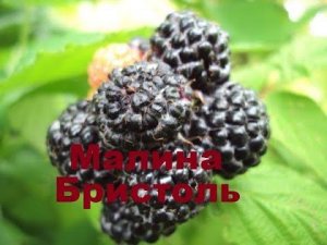 Малина Бристоль