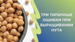 Три типичные ошибки при выращивании нута