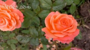 Розы - первогодки из питомника  "Элит" ч.1