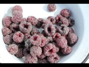 Малина Парпл Джевел, фиолетовая малина