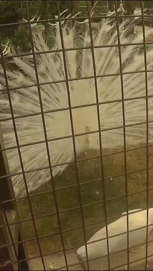 Забавное поведение павлина, которое вы еще не видели! #автопутешествие #zoo #животные