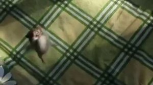 Бурундук   маленький полосатый хищник