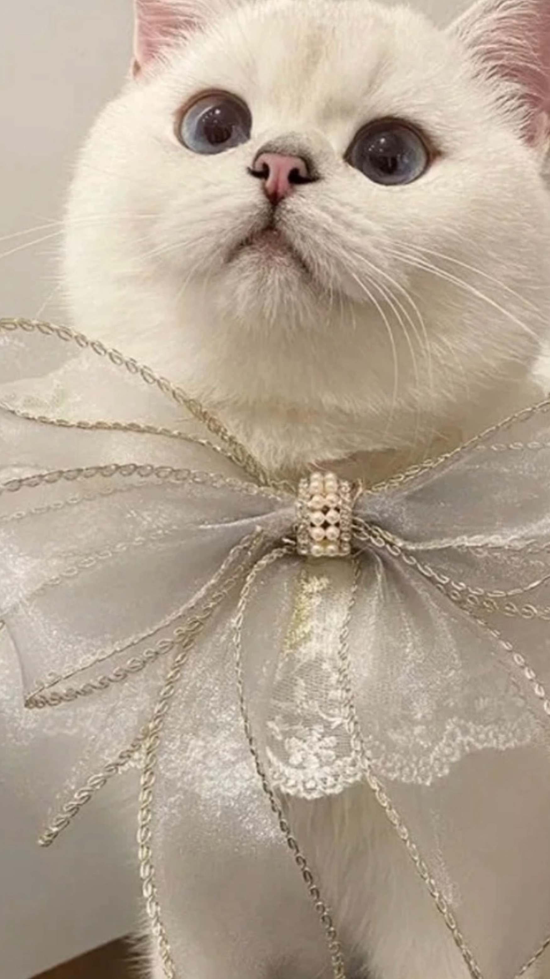 Воротник для кошек и собак