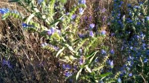 50. трава СИНЯК - для пчел, меда, опыления, здоровья.