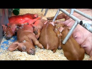 Поросята Дюрок на выставке Золотая Осень 2010