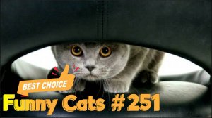 Смешные коты #251