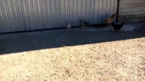 Стук с права мтз 1025