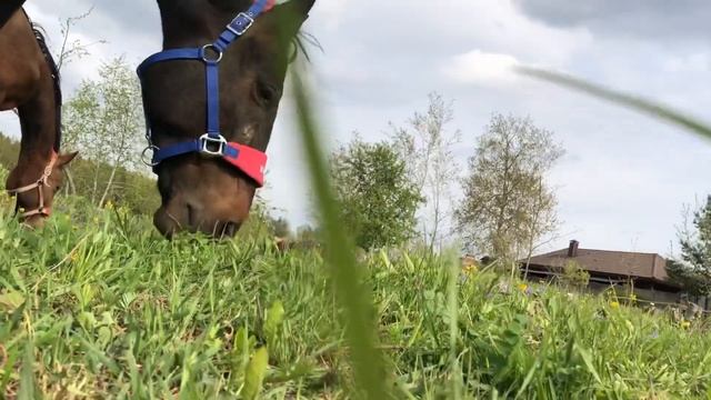 Vlog! Будни на конюшне в мае! смотреть онлайн