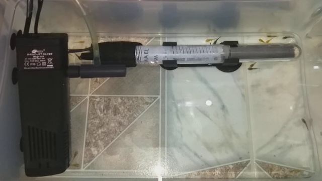 Мальки сомика анциструса присоски. смотреть онлайн