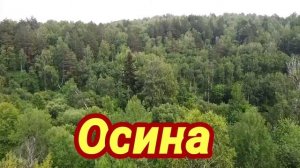 Деревья, которые нельзя сажать рядом с домом