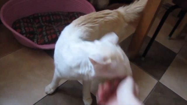 Кот порода балинез Джокер смотреть онлайн