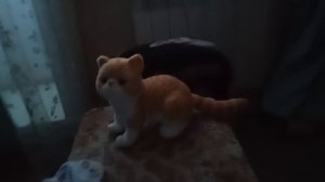 котик животик глазками глядëтик пушистик