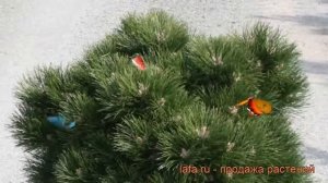 Сосна черная Хорнибрукиана (hornibrookiana) ? обзор: как сажать, саженцы сосны Хорнибрукиана