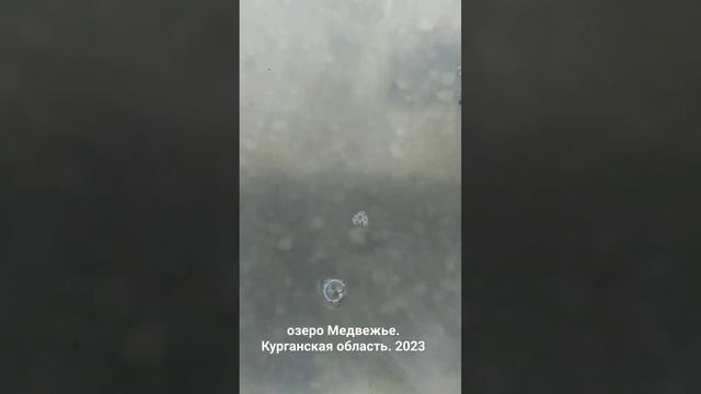 озеро Медвежье. Курганская область. Август. 2023 год.