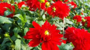 Dahlia Red Fubuki