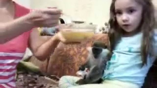 Карликовая мартышка
