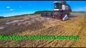 Уборочная 2021.Два Вектора-410 убирают прошлогоднюю пшеницу!