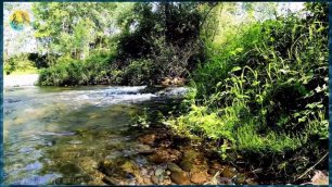 Расслабляющие звуки реки ✦ Пение Птиц В Лесу ✦ Релакс