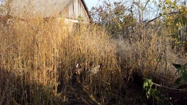 Дрессировка окончена +Обзор петушка Шип смотреть онлайн