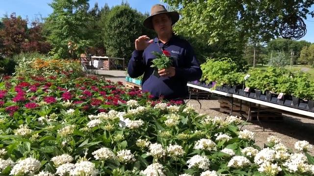 Butterfly Pentas Flowers at Lavender Fields Herb Farm смотреть онлайн