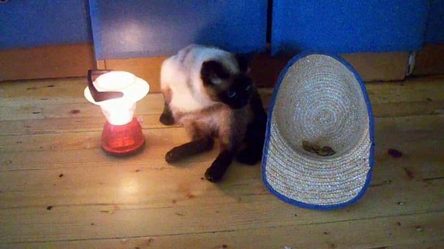 КОТ ПОПРОШАЙКА!!!!!!!!!!!!!!!!! У Курского вокзала)))))) смотреть онлайн