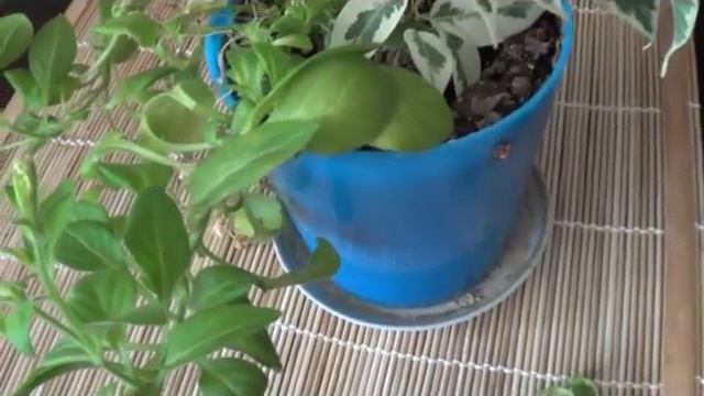 Садовые цветы петуния. 2 способа выращивания. смотреть онлайн