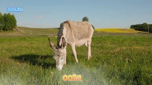 КАК ГОВОРИТ ОСЁЛ / ЗВУКИ ОСЛА ?
#осел #ослица #звуки_осла #домашние_животные
