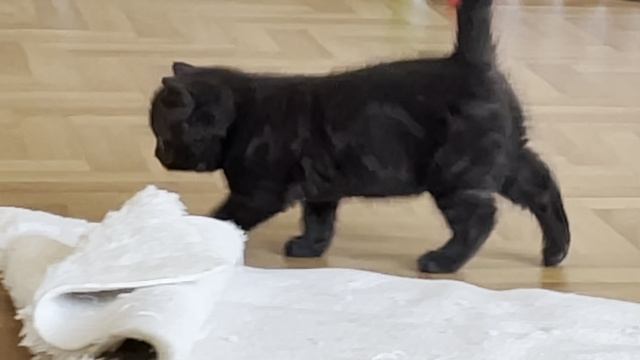 КОТЁНОК