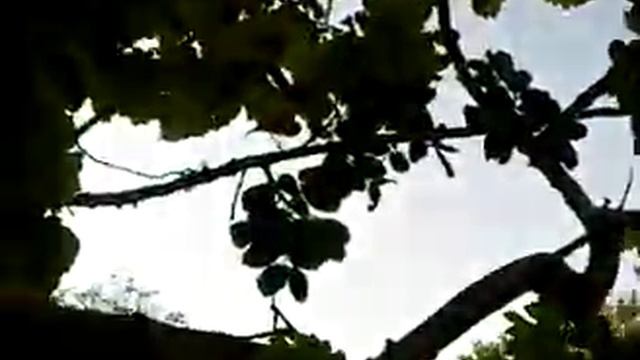 ТУРЦИЯ 2011 хамелеон!. Turkey.3GP смотреть онлайн