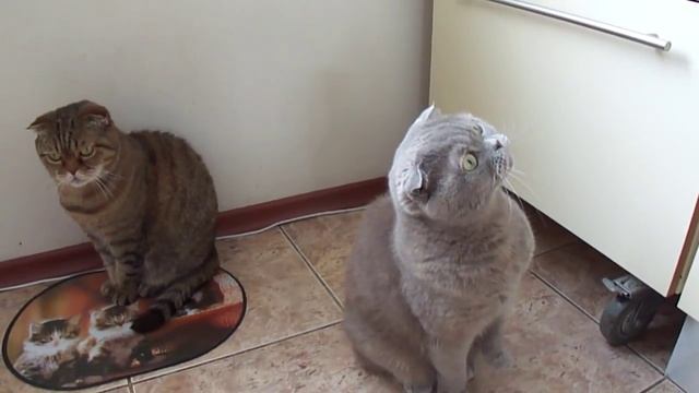 Cats Scottish fold Шотландская вислоухая кошка