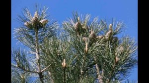 Кедровая сосна