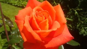 05 Дачные картинки. Роза Моника.