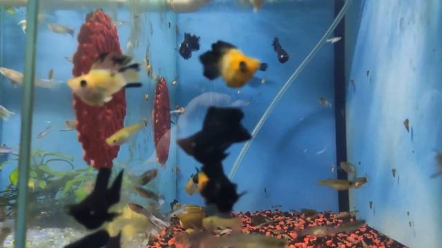 Моллинезии баллон 2019 07 21 20 09 37 смотреть онлайн