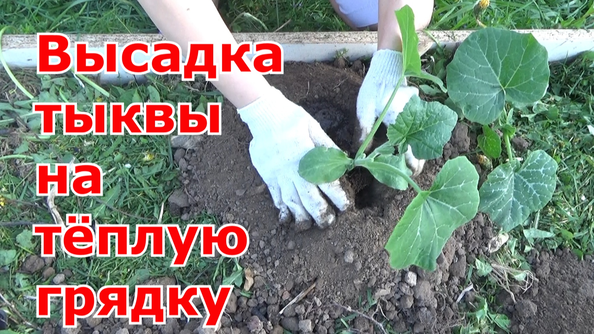 Высадка тыквы на теплую компостную грядку. Умная теплая грядка для кабачков и тыквы на огороде.