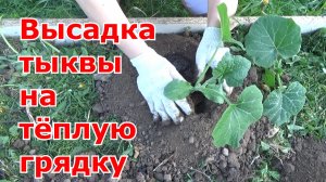Высадка тыквы на теплую компостную грядку. Умная теплая грядка для кабачков и тыквы на огороде.