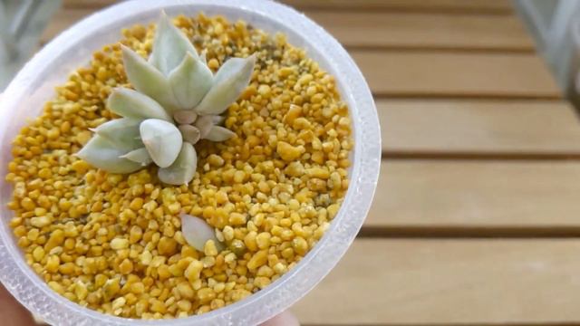 春の枯れ葉取り。ベランダ多肉のパトロール。 смотреть онлайн