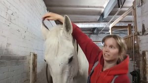 Как научить лошадь писать и считать?How to teach a horse to count and write?