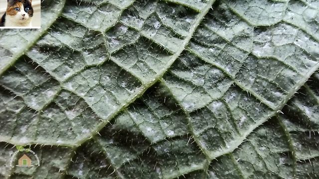 Опрыскивание огурцов фитоспорином от болезней