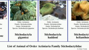 List of Animal of Order Actiniaria Family Stichodactylidae stichodactyla aurora anemone malu Whole