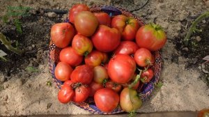 Томат ГИГАНТ ПОДМОСКОВЬЯ. Обзор сортов ТОМАТОВ!