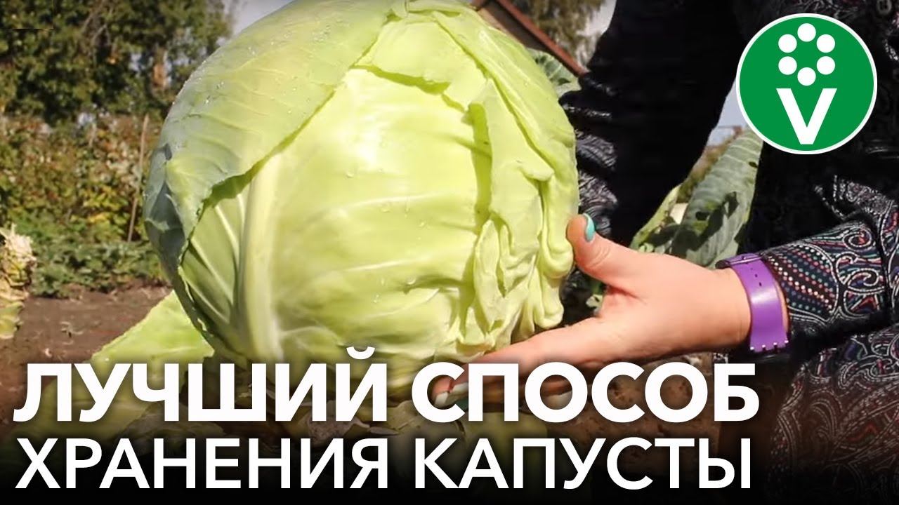 ВОТ ТАК КАПУСТА СОХРАНИТСЯ ДО ВЕСНЫ! Важные нюансы при сборе и хранении капусты
