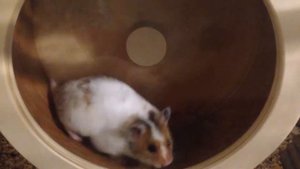 Правильное колесо для сирийского хомяка