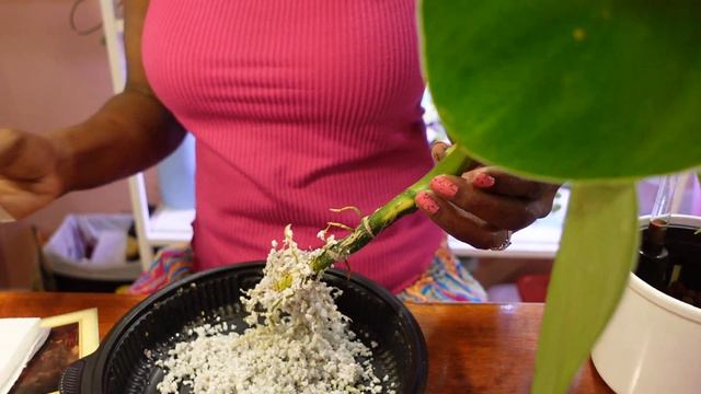 Weekly Plant care смотреть онлайн