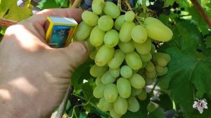 САМЫЕ ВКУСНЫЕ Сорта Винограда в 2021 году. Часть №3