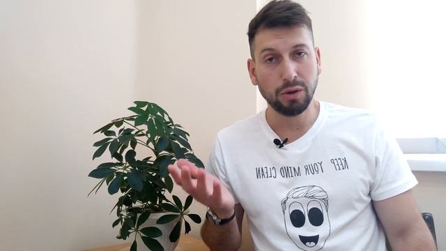 ШЕФЛЕРА комнатное растение - характеристика и уход. Панарин #растения #шефлера #цветы